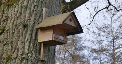 Nistkästen mit Vorbau bieten Schutz vor Marder und Waschbär.